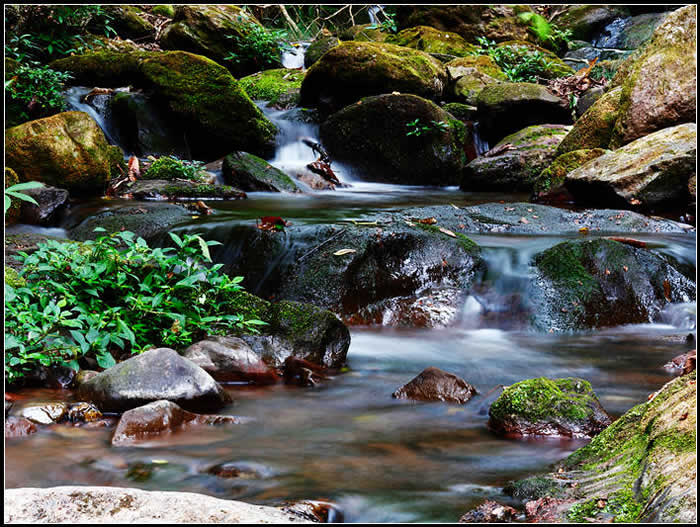 �ն�����ɭ�ֹ�԰